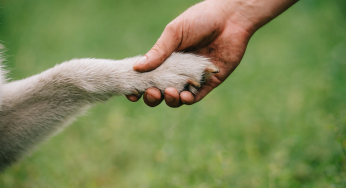 Qué hacer ante un perro que arrastra los nudillos al andar