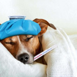 Resfriado en perros: cómo identificarlo y qué hacer para aliviar sus síntomas
