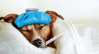 Cold in dogs: how to identify it and what to do to relieve its symptoms