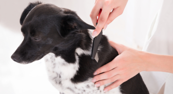 Keys to a dog’s well-being