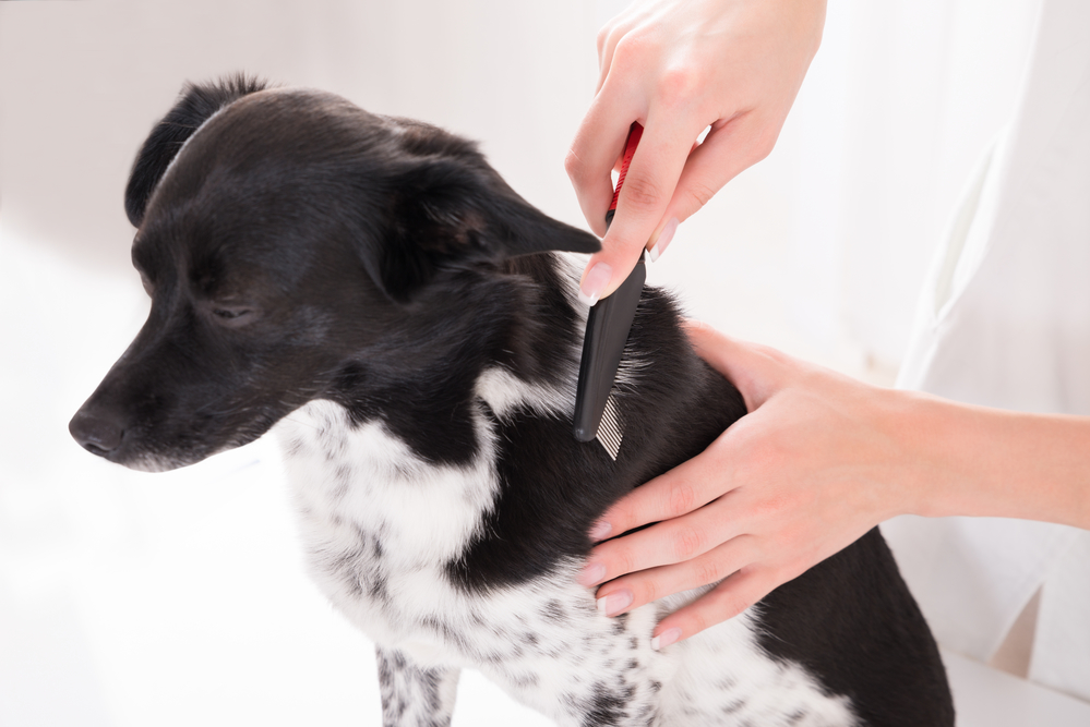 Claves para el bienestar de un perro