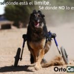 adoptar a un perro discapacitado