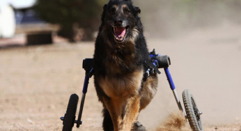 Why adopt a disabled dog
