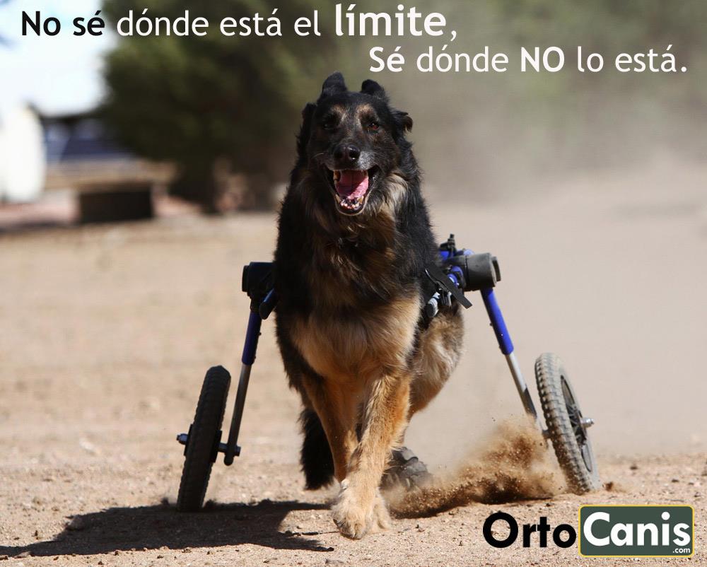 adoptar a un perro discapacitado