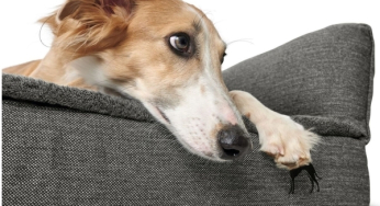 Porqué utilizar un colchón ortopédico en perros mayores