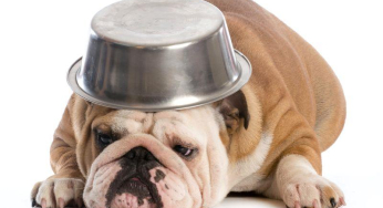 Ansiedad en perros post-confinamiento