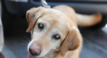 ¿Qué hacer si nuestro perro se queda ciego?