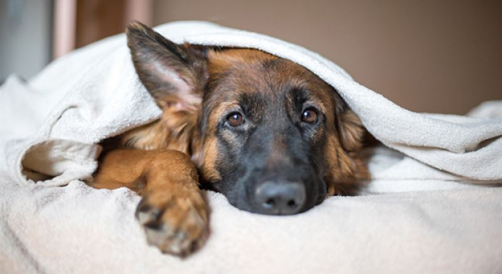 Quels sont les effets secondaires des anti-inflammatoires chez le chien ?
