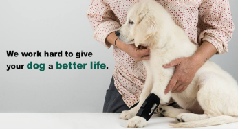 How to detect a disease or problem in the dog’s paws