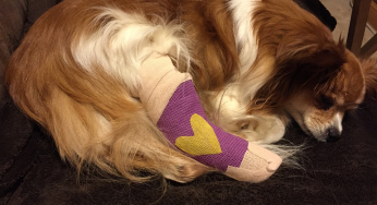 Important Facts About Using Cast For Dogs