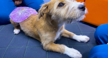 Termoterapia para perros