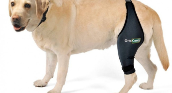 Cómo ayudar a los perros con problemas de movilidad