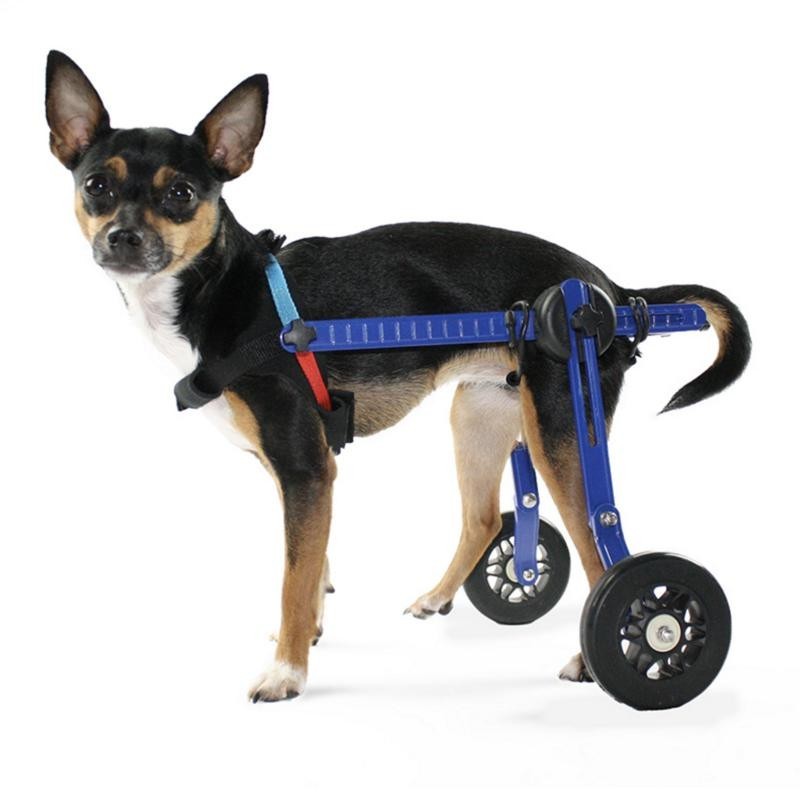 sillas-de-ruedas-para-perros 