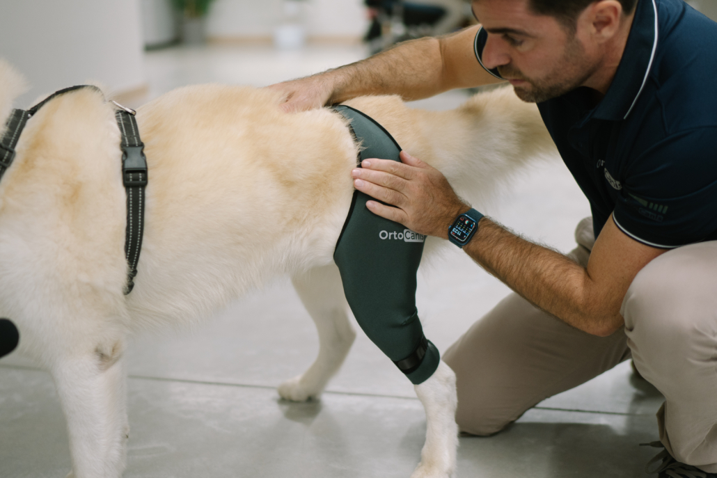 Physiotherapy knee protector for dogs
