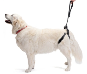 arnés fisioterapia para perros