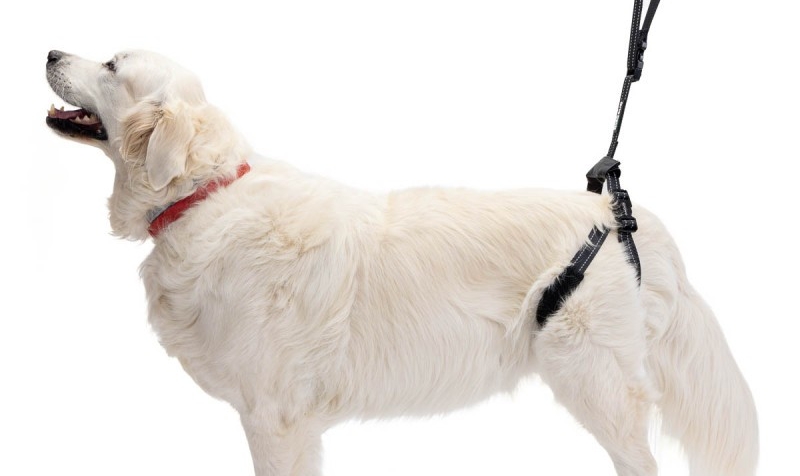 Physiotherapy harness for dogs