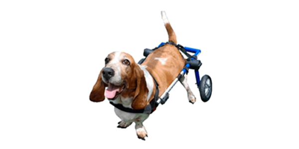 Dog wheelchairs