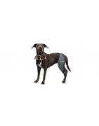 Atelles pattes arrière pour chien