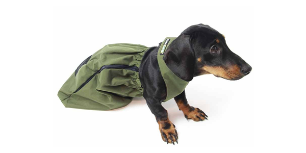 Accessoires pour chiens en extérieur. Transport et loisirs