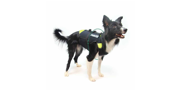 Harnesses for handicapped dogs