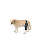 Attelles pour chien sur mesure