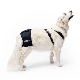 Hüfte des Hundes