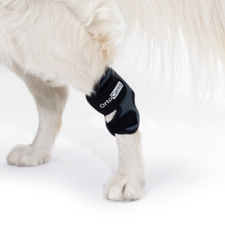 Hundeknöchel