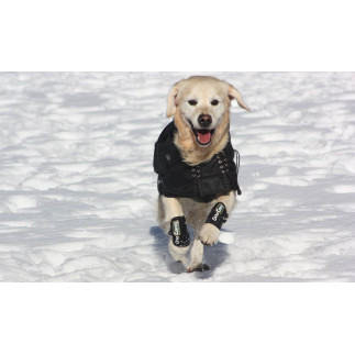 Hundekarpus