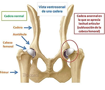 Cane con displasia dell'anca