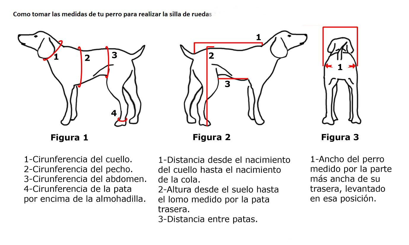 toma de medidas de la silla de ruedas para perro abatible