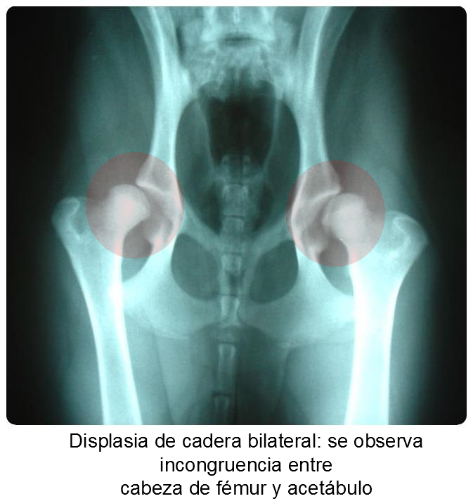 Dog hip dysplasia