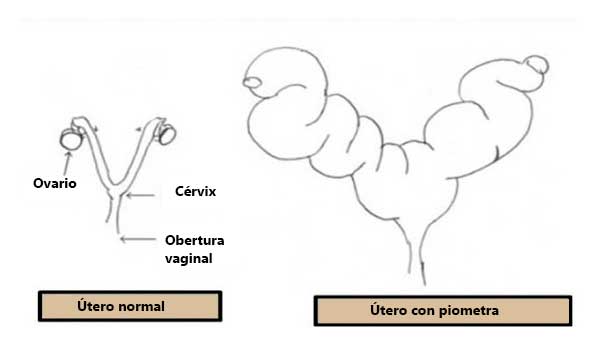 piometra