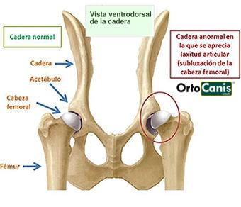 displasia de cadera en perro