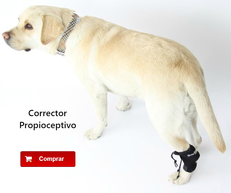 Corrector propioceptivo para perros con knucking