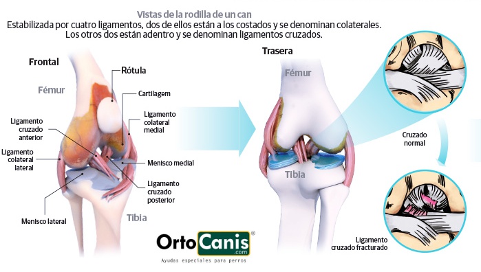 VISIÓN FRONTAL Y TRASERA  DE LA RODILLA DERECHA DEL PERRO