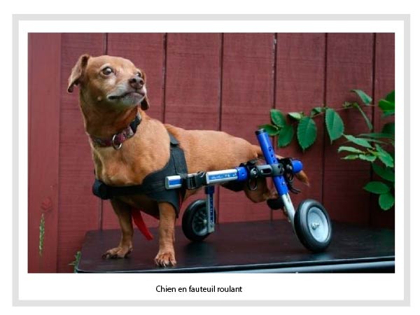 Chien en fauteuil roulant