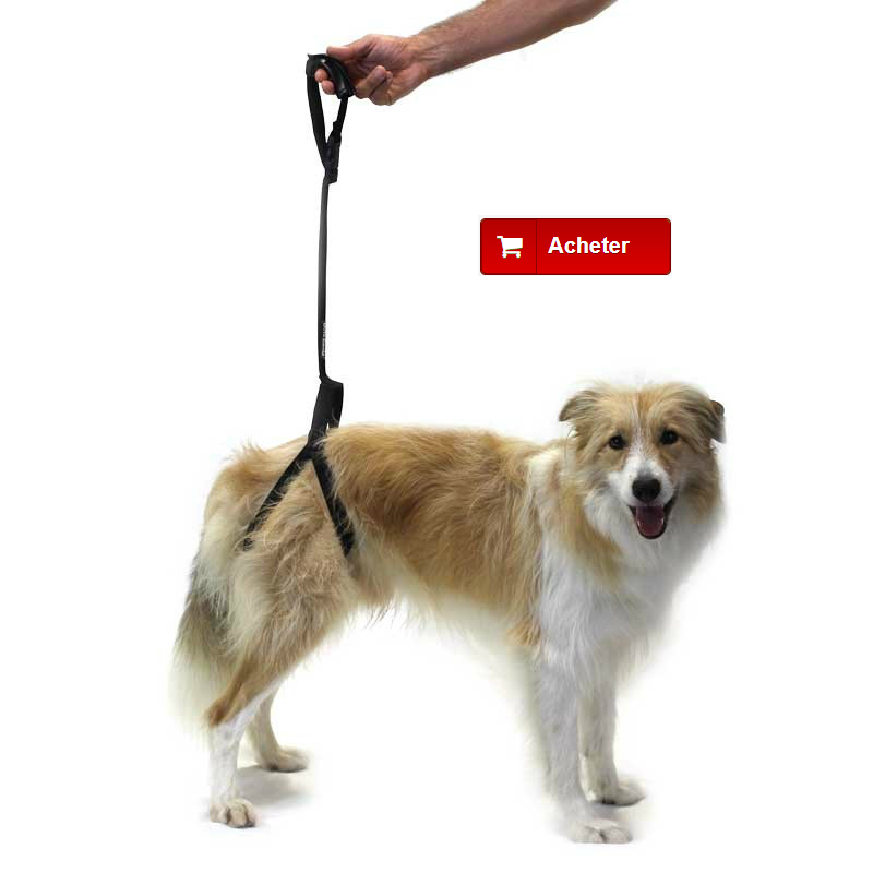 Mon chien ne tient pas sur ses pattes arrière Que lui arrive-t-il?