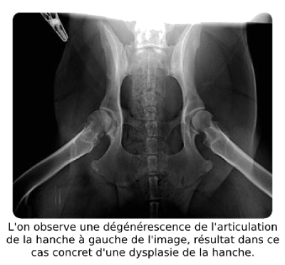 Arthrose chez un chien en raison d'une dysplasie de la hanche