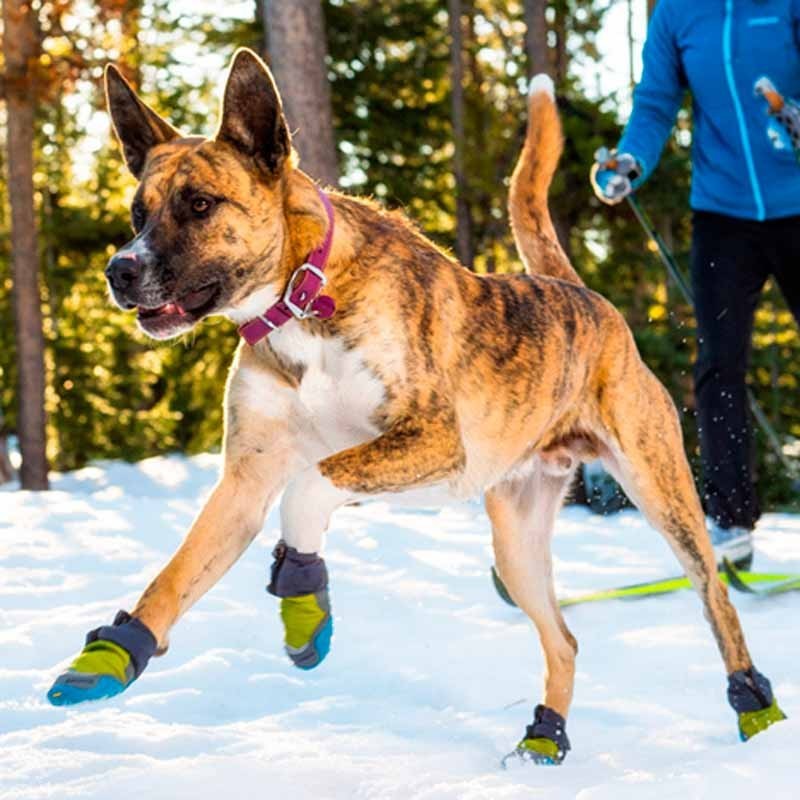 Chaussures pour chien pour l'hiver