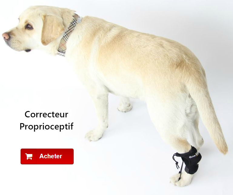 Correcteur propioceptif pour chien