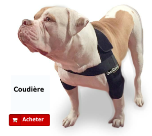 Coudière double pour chien