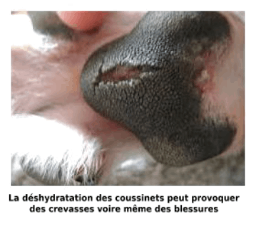 Désydratation des coussinets du chien