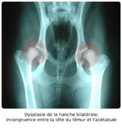Dysplasie de hanche bilatérale chez un chien