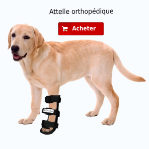 Attelle orthopédique patte avant