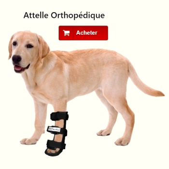 Attelle orthopédique patte avant