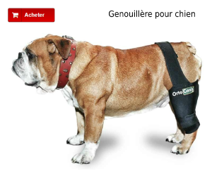 Genouillère pour chien