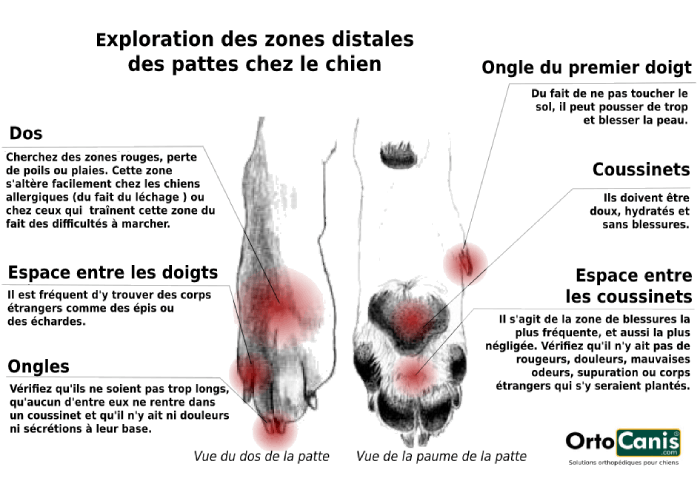 Exploration zones distales des pattes du chien