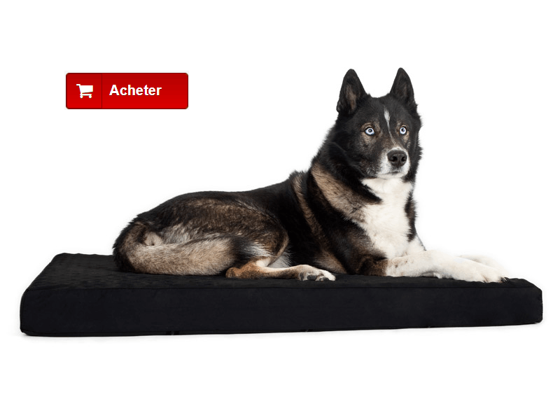 Matelas orthopédique pour chien