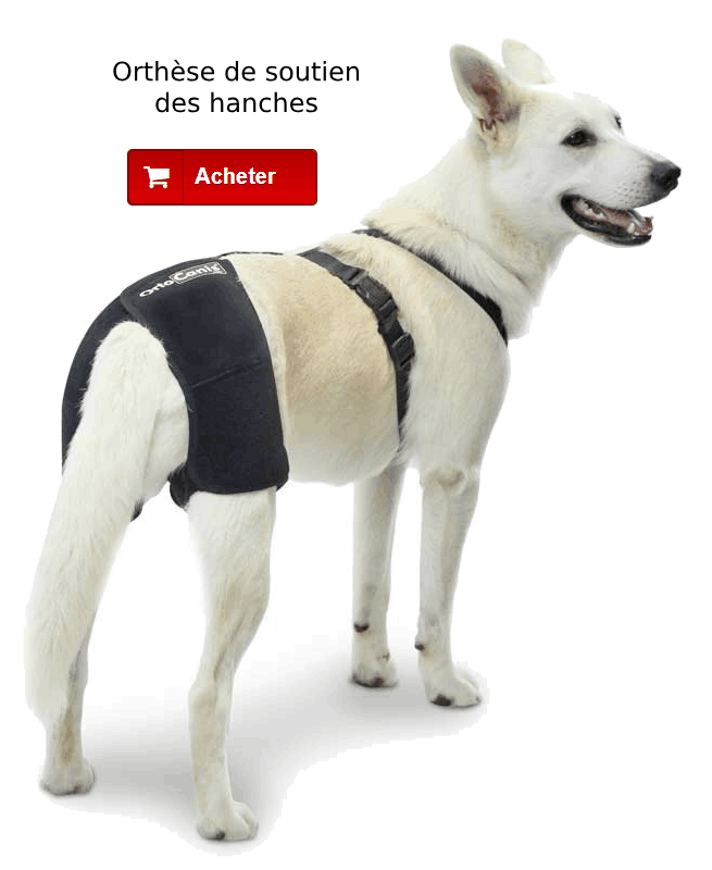 Orthèse de soutien des hanches pour chien