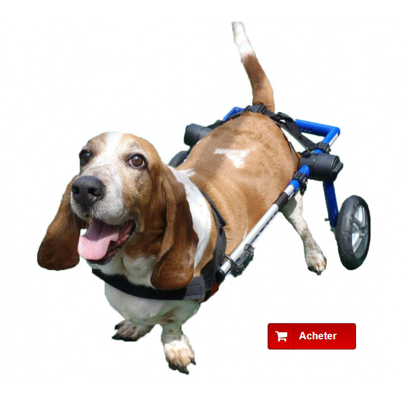 fauteuils roulants pour les chiens avec un hernie discale